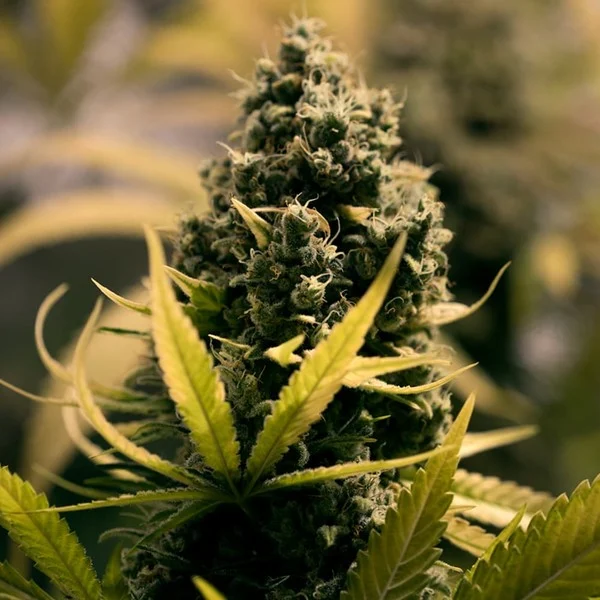Royal Queen Seeds Seminte de canabis Royal Domina feminizate
