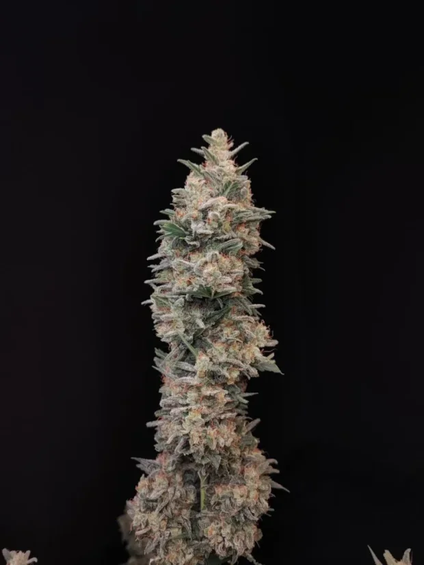 Fast Buds Sjemenke konoplje Chemdawg Auto