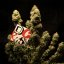 Doctor´s Choice Семена DC Kush Photo Feminized