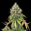 Royal Queen Seeds Seminte de canabis Royal Haze Auto