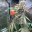 Silent Seeds Seminte de canabis Pink Sunset Auto By Sherbinskis