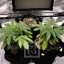 Blimburn Seeds Semena konoplje Grizzly Purple Kush Feminized