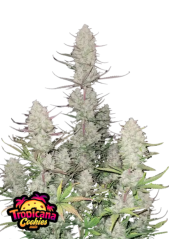 Fast Buds Semi di Cannabis Tropicana Cookies Auto