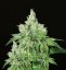 T.H.Seeds™ Seminte de canabis Citron Givré, pachet special 6+1, feminizate