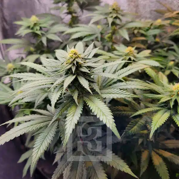 Blimburn Seeds Semena konoplje Grizzly Purple Kush Feminized