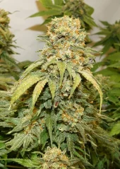 Dutch Passion Насіння коноплі Banana Blaze® Feminized