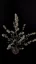 Fast Buds Biji Ganja BubbleGum Auto