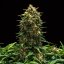 Royal Queen Seeds Seminte de canabis Sweet Skunk Auto