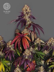 The Bulldog Seeds The Bulldog Gelato 17 Feminized, isi 3 dan 5 pcs