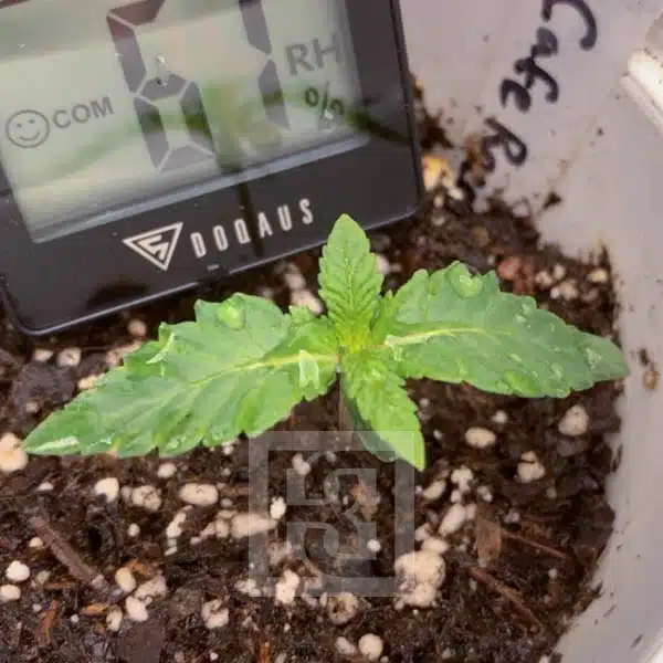 Blimburn Seeds Semi di Cannabis Cafe Racer Femminizzati