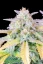Semințe de canabis Fast Buds Afghan Kush Auto