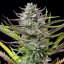 Royal Queen Seeds Seminte de canabis Mimoza feminizate