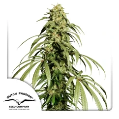 Dutch Passion Sjemenke konoplje Ice Cream Haze® Feminized
