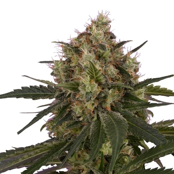 Royal Queen Seeds Semințe de canabis Ice feminizate