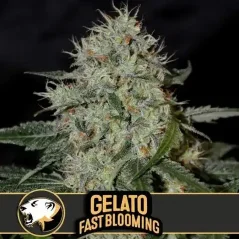 Blimburn Seeds Semi di Cannabis Gelato Fast Blooming Femminizzati
