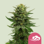 Royal Queen Seeds Seminte de Cannabis Blue Mystic Feminizate