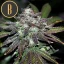 Blimburn Seeds Semena konoplje Narkosis Feminized