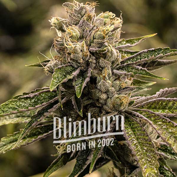 Blimburn Seeds Semena konoplje Stoned Panda Feminized