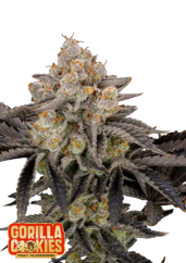 Fast Buds Sjemenke kanabisa Gorilla Cookies FF