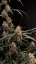 Semințe de Cannabis Fast Buds AK Auto