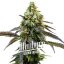 Blimburn Seeds Семена от канабис RS11 Feminized