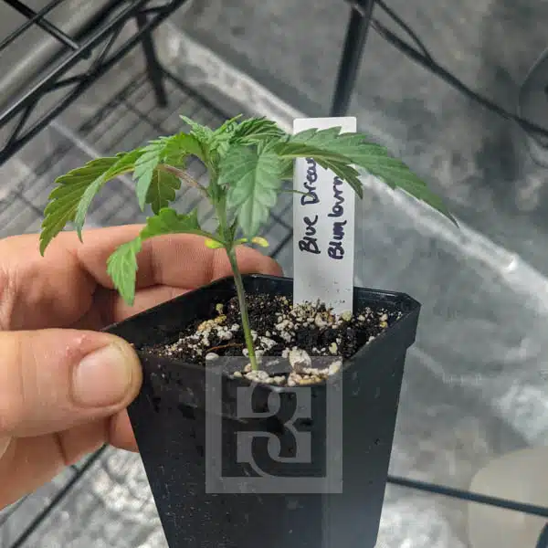 Blimburn Seeds Konopljina semena Blue Dream Feminized