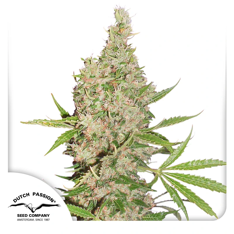 Dutch Passion Semințe de canabis White Widow x The Ultimate Regular