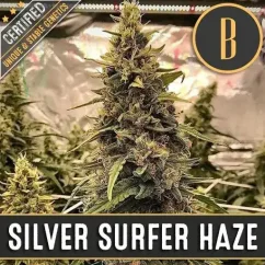 Blimburn Seeds Semena konoplje Silver Surfer Haze Feminized