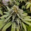 Blimburn Seeds Semena konoplje Grizzly Purple Kush Feminized