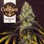 T.H.Seeds™ Semi di Cannabis French Cookies, 6+1 Confezione Speciale, femminizzati