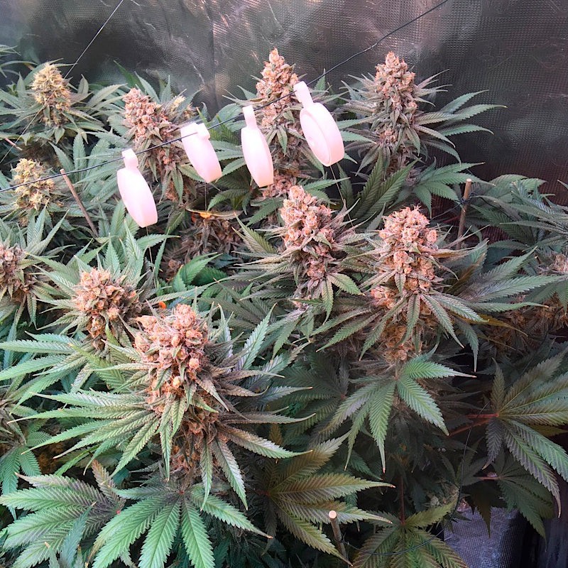 Silent Seeds Seminte de canabis clasice Critical Jack feminizate