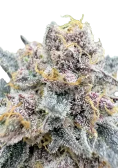 Fast Buds Cannabis Seeds Cherry Cola Auto RF3 Feminized