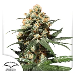 Dutch Passion Seminte de canabis Orange Hill Special® Feminizate