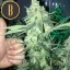 Blimburn Seeds Semena konoplje Orka Feminized