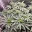 Blimburn Seeds Cannabis Seeds Cafe Racer Feminiseret