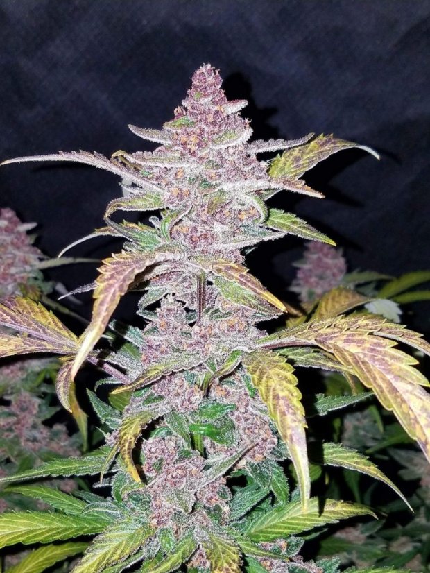 Fast Buds Cannabis Seeds Blackberry Auto