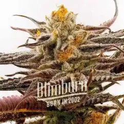 Blimburn Seeds Sementes de Cannabis Purple Star Killer Feminizada