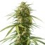 Royal Queen Seeds Semințe de canabis Gushers feminizate