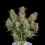 Fast Buds Cannabis Seeds Bruce Banner Auto