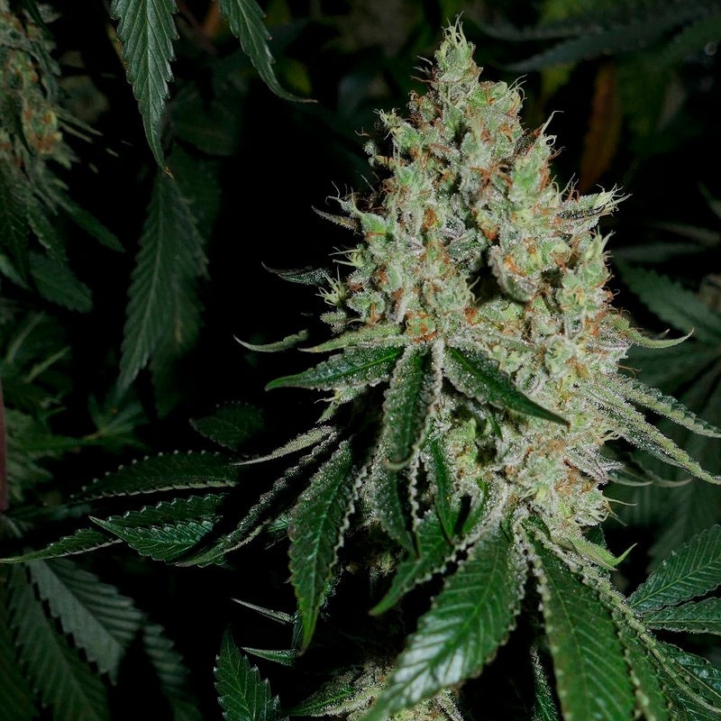Silent Seeds Seminte exotice de canabis Gorilla Frost feminizate