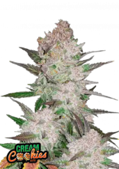 Fast Buds Sjemenke konoplje Cream Cookies Auto