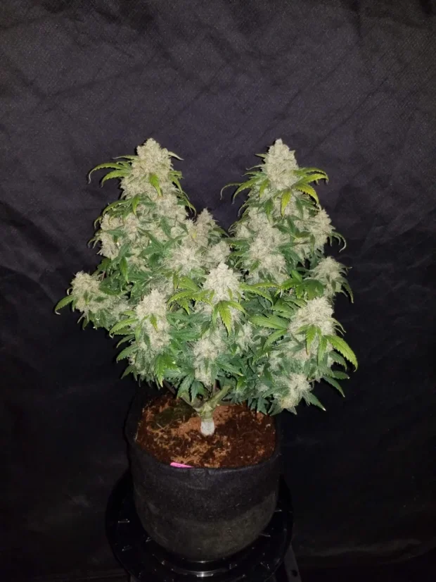 Fast Buds Biji Ganja Zkittlez Auto