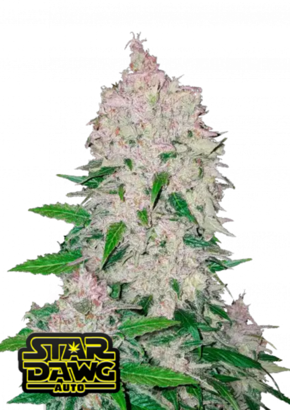 Fast Buds Cannabis Seeds Stardawg Auto