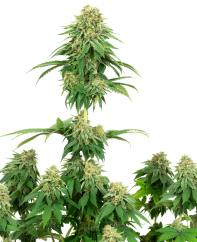 Sensi Seeds Biscuiți cu semințe de canabis Girl scout feminizate de White Label, 3-10 buc.