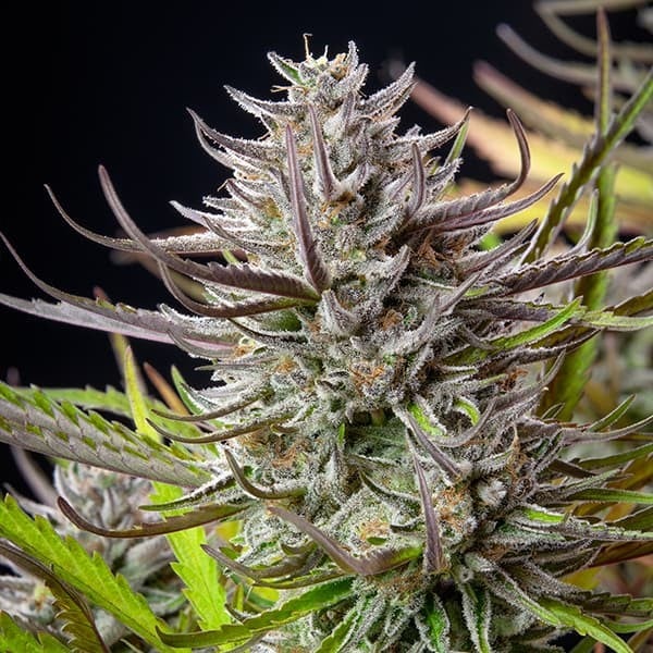 Royal Queen Seeds Seminte de canabis Mimoza feminizate