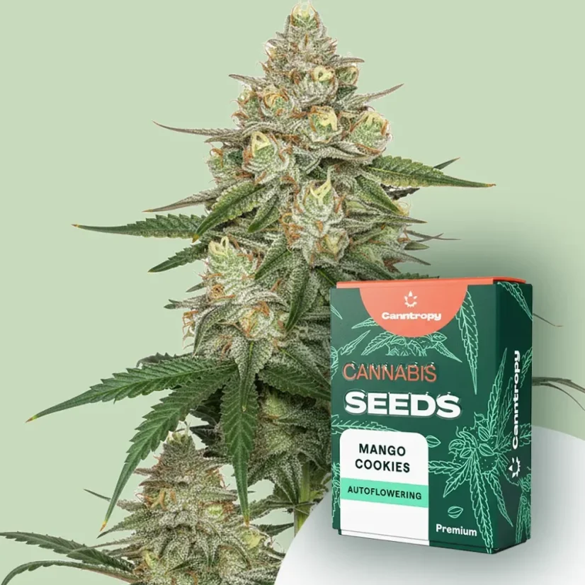 Canntropy Seeds Mango Cookies (Feminizirani)