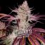 Blimburn Seeds Hanfsamen Platinum Cookies Feminisiert
