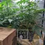 Blimburn Seeds Cannabiszaden Blue Dream Gefeminiseerd