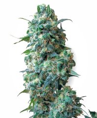 Sensi Seeds Semena konoplje Afghan Kush Regular by White Label, 10 kos