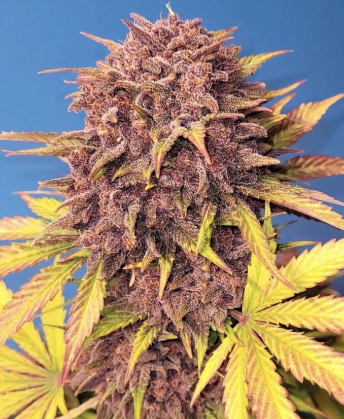 Fast Buds Sjemenke kanabisa Purple Lemonade Auto